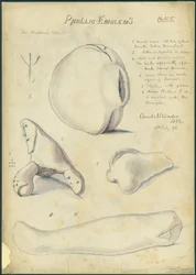 Fallische Symbolen, Collectie van de Heer Shapira, plaat 5, 1872